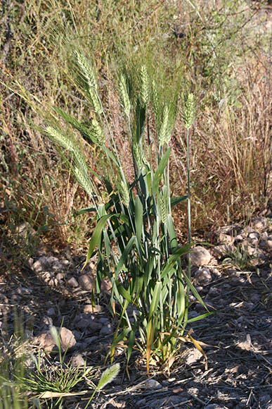  Triticum aestivum